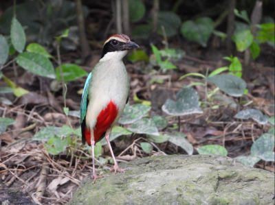 臺南六甲第2007號區外保安林是八色鳥繁殖棲地（林美妙 攝）